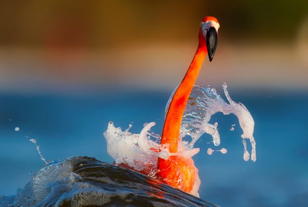 Orange bird on blue water